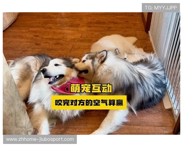 狗狗历史上的第一个游戏是什么它是如何与人类互动并成为现代宠物娱乐的一部分